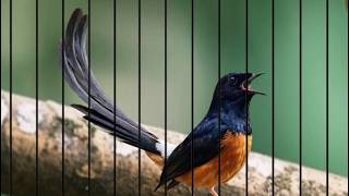 Murai Batu Therapy Birdsong screenshot 4