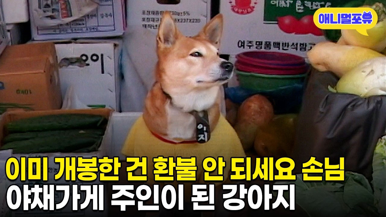 송이버섯이랑 팽이버섯을 구분한다고?! 야채가게 강아지 종업원ㅣKBS 주주클럽 050213 방송