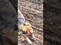 When My Two Dogs Start Playing 🐶🔥 #shorts #shortsfeed #dog #dogshorts