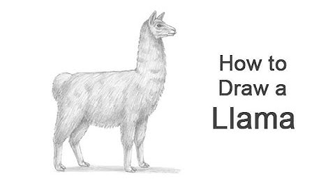 How to Draw a Llama