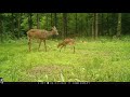 First fawn of 2020