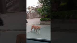 Poor street dogs on road #natureartanimal #dog #viral