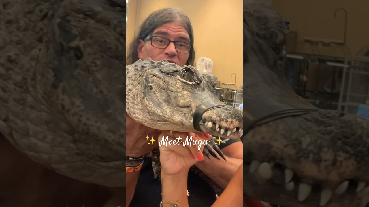 Meet Mugu the Chinese Alligator🐊 She’s 36 years old & loves to be hugged! 