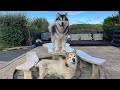 Phil Teaches Teddy How To Howl! Talking Husky Argues With Me!!
