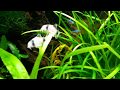 Akwarium Nasze Hobby - Kirysek Panda