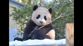 動画 シャンシャンかわいい 先着順の公開初日 １２００人が列 Nippon Com