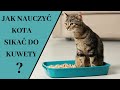 Jak nauczyć kota sikać do kuwety ❓Jak dobrać kuwetę dla kota ❓Gdzie postawić kuwetę dla kota❓