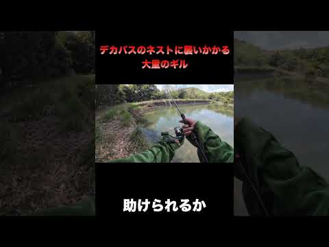 デカバスのネストに襲いかかる大量のギル#shorts #バス釣り #釣り #bassfishing #fishing #アウトドア #carpfishingのサムネイル