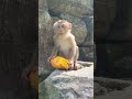Feeding Our Adorable Monkeys Tinky Eats So Yummy💖!#Tinky #virals #monkey #Ambertroop #SovanaTroop