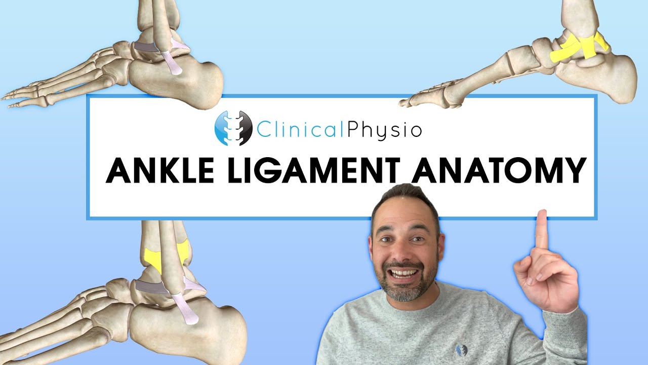 Anatomy of Ankle Ligaments  Expert Physio Review 
