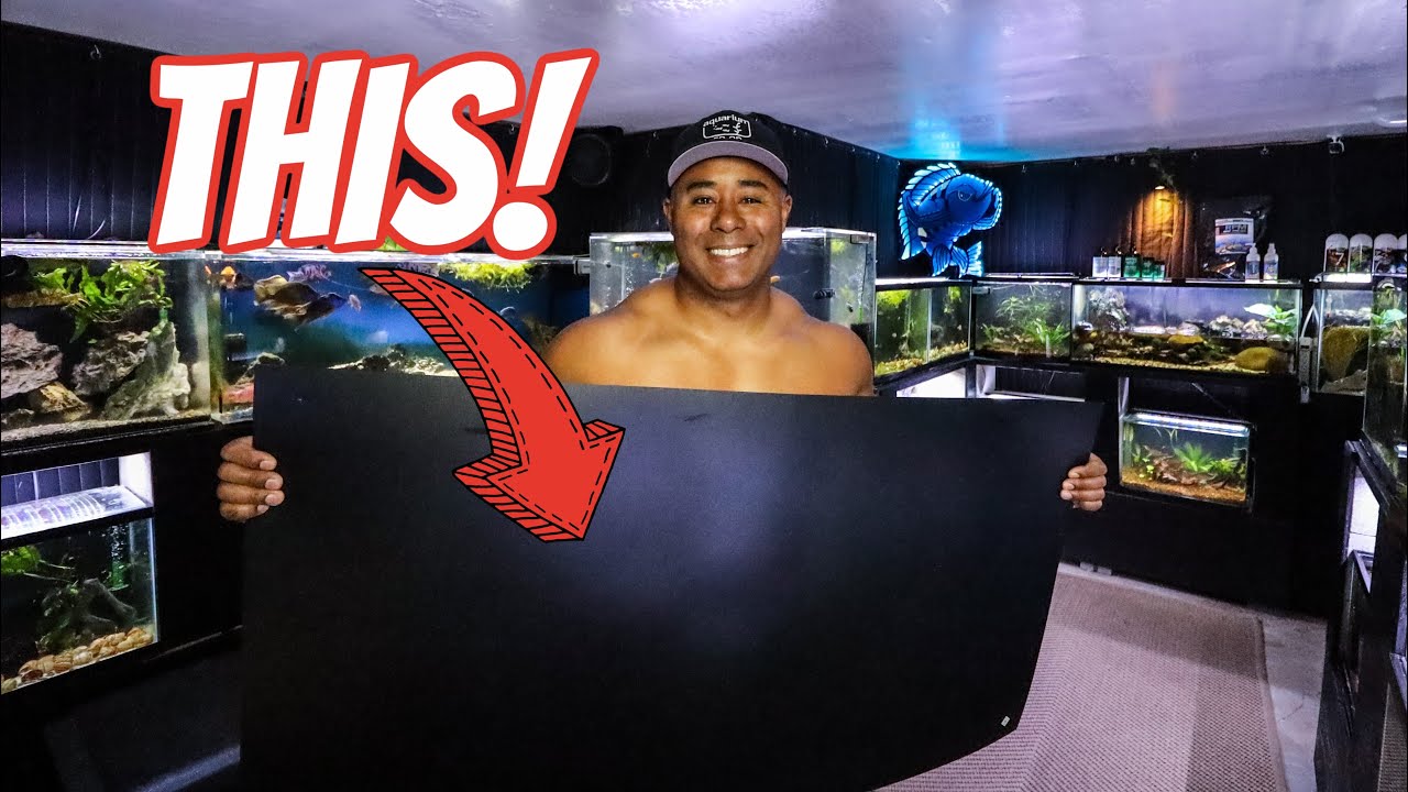 Easiest, most Durable, and CHEAPEST Aquarium Background!