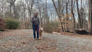 Golden Retriever Dog Training Greensboro NC | Georgie by JimHodgesDogTraining 127 views 3 months ago 7 minutes, 25 seconds