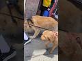 May 26, 2026 #beautiful #Golden  #doggy #travel  #nychinatown #dogshorts #goldenretriever #puddle