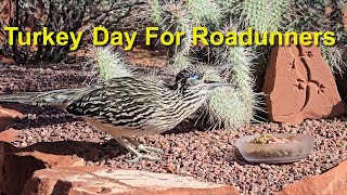Turkey Day For Roadrunners