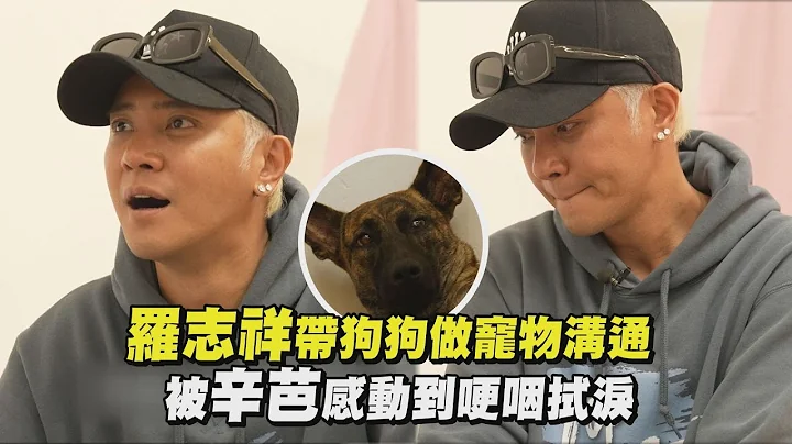 【TOP DOG回家】羅志祥帶狗狗做寵物溝通 被辛芭感動到哽咽拭淚 - 天天要聞