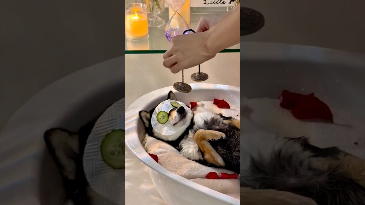 Ultimate Dog Spa Day ASMR (So Satisfying) 🧖‍♀️