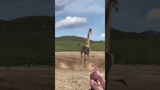 Realistic vfx giraffe vs lion #shorts #vfx #funny #fyp