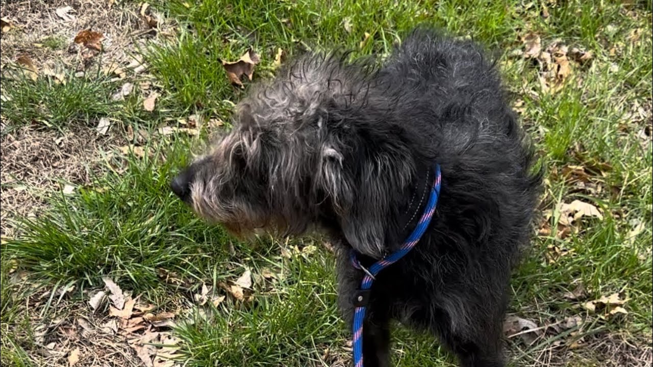 Rescued Doodle’s Journey: From Fear to Love | Heartwarming Dog Rescue Story