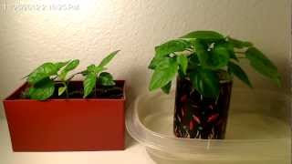 Bhut Jolokia (Ghost Pepper) Time-lapse 11/26-11/29