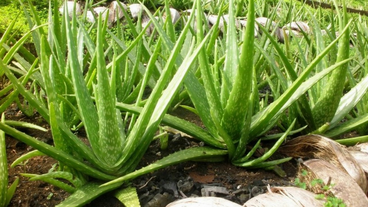 How To Apply Aloe Vera Gel On Your Face YouTube