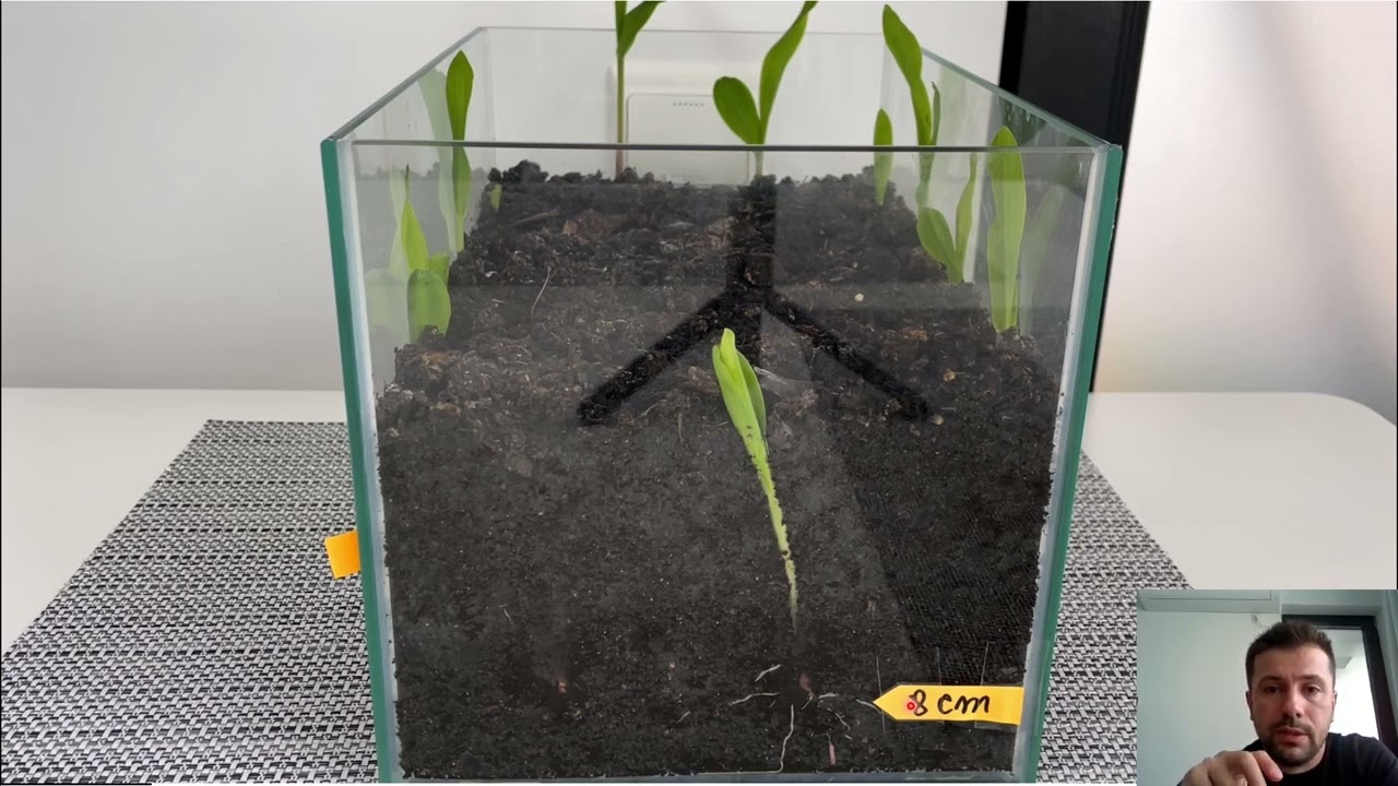 Alege adâncimea de semănat corectă!