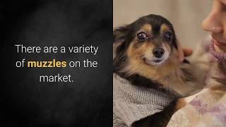 Everything You Should Know About Dog Muzzles Which Muzzle Is Best..???