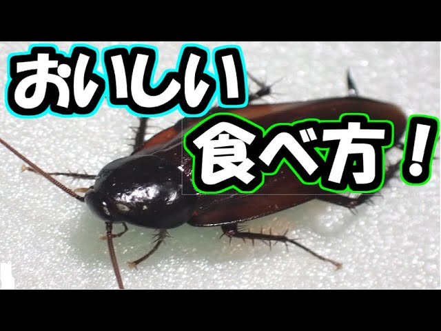 Cockroach Delicious Way To Eat Youtube