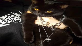Shadow kittens cause problems