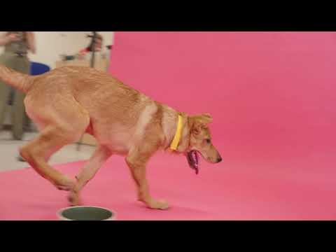 Introducing the Cat-alogue and Dog-alogue | IKEA in collaboration with Woodgreen Pets Charity
