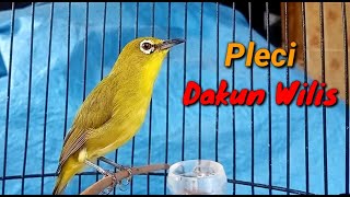 Pleci Dakun Wilis Ngerol Cocok Untuk Pancingan Pleci Bahan