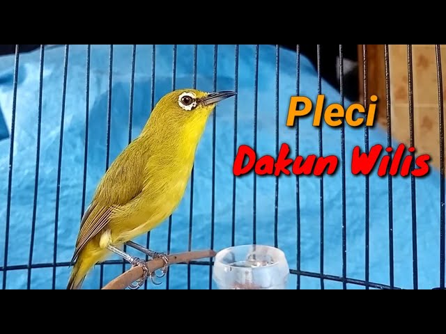 Pleci Dakun Wilis Ngerol Cocok Untuk Pancingan Pleci Bahan class=