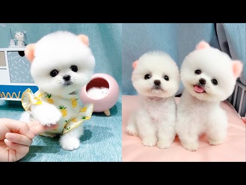 Cute and Funny Pomeranian Videos 152 #Shorts