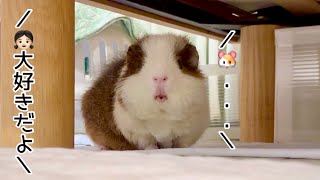 愛モルモットに「大好きだよ」と話しかけたら返事をし出した...   　I said 'I love you' to the guinea pig and it responded...