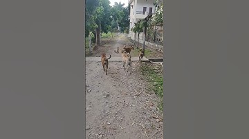 Dog with friends #dog #doglove #friends #animals