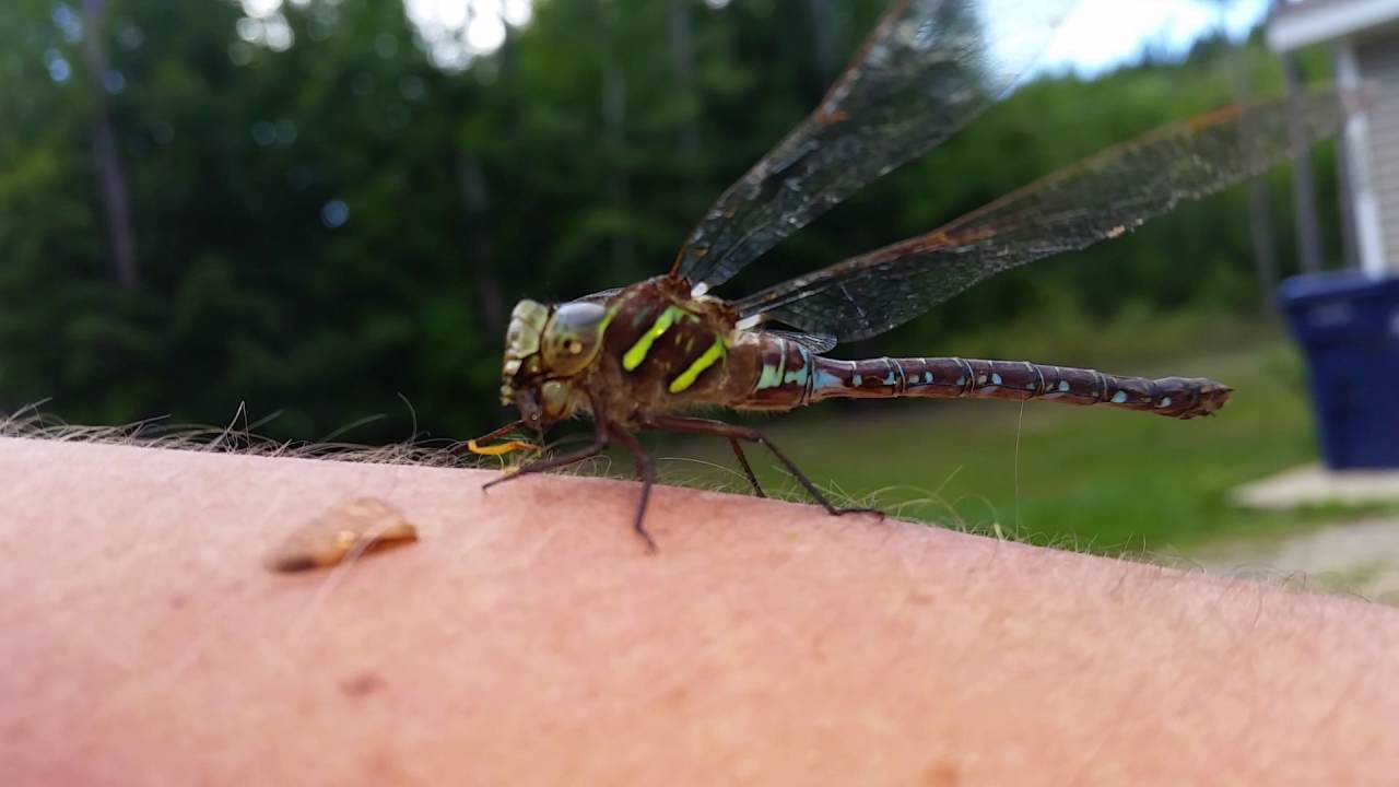 Dragonfly Eating Wasp (Northern Michigan) YouTube