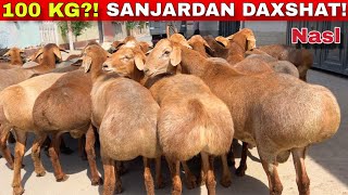 🔥 SANJARDAN 100 KG ELITA NASL QO‘ZILAR! 😱Korib Hayron bolasz