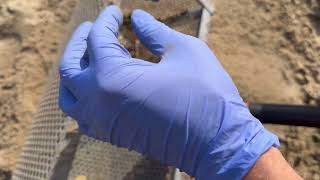 видео: Чистка пляжа совком - деньги в золоте с подсвечниками  картинка: Чистка пляжа совком - деньги в золоте с подсвечниками