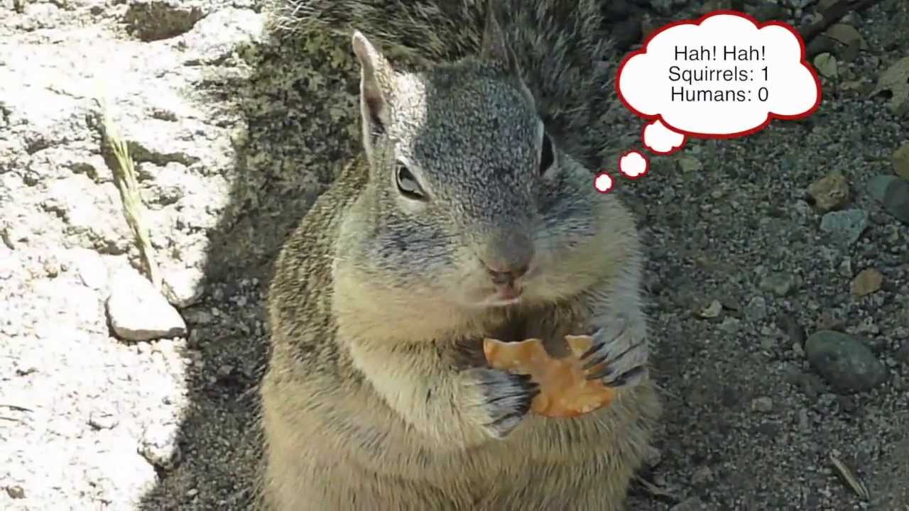 Pretzel Thief Squirrel YouTube