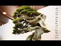 [4K ロング] 第97回国風盆栽展 後期
