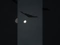 Shadows Betray You | #shorts