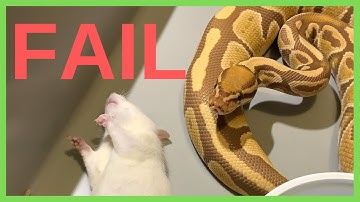 Ball Python Feeding Fail!
