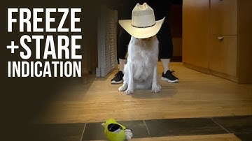 Training a Freeze and Stare Indication for Scent Detection | Hunter