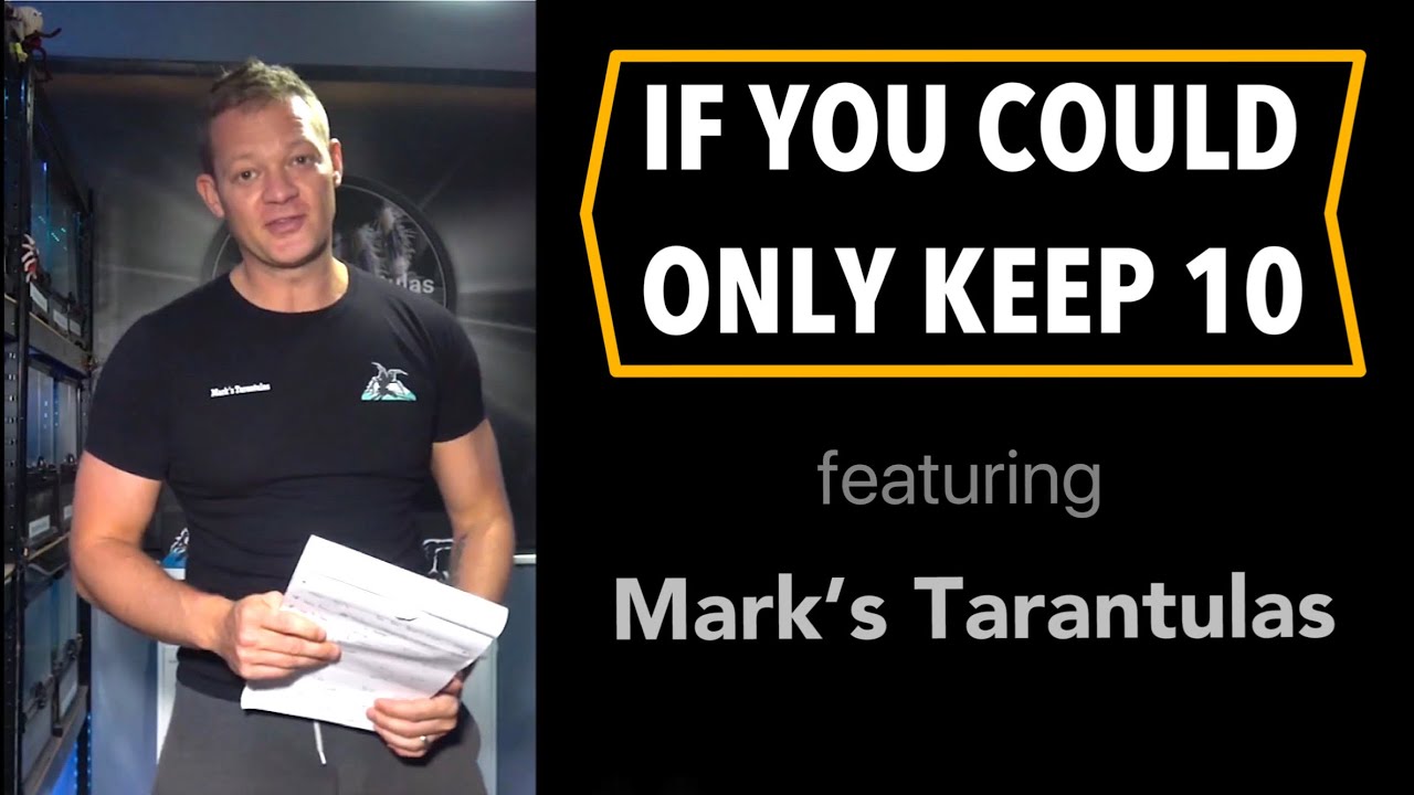 IF YOU COULD ONLY KEEP 10 TARANTULAS | Episode 1 - Mark’s Tarantulas