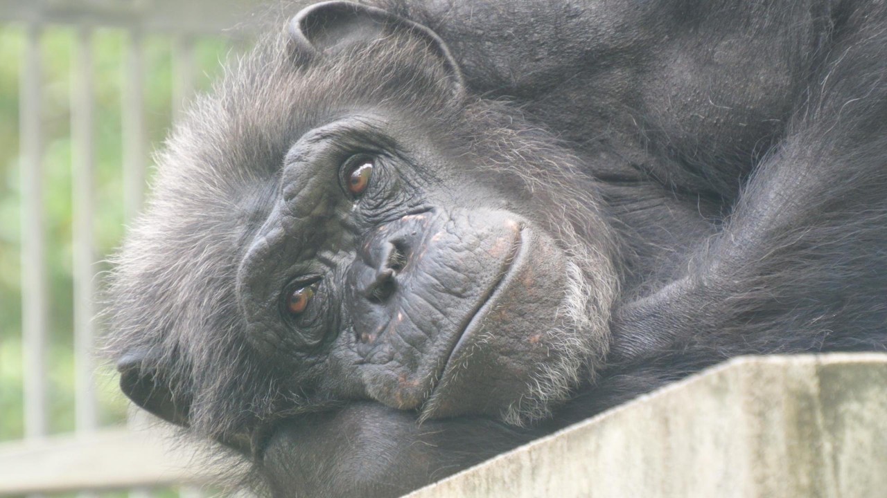 Suguru has grown older and more energetic, while Koko's face has