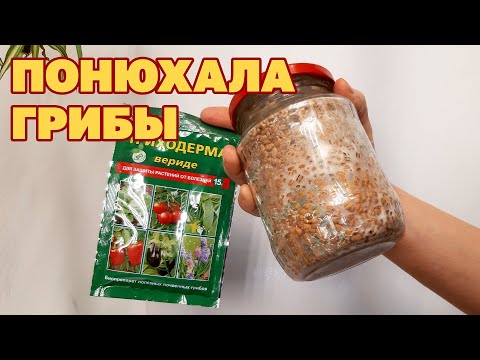 ЧЕМ ПАХНЕТ ТРИХОДЕРМА ?ВЫРАСТИТЬ СВОИМИ РУКАМИ В ДОМАШНИХ УСЛОВИЯХ