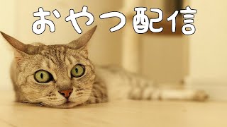 新しいカメラテスト＆おやつ配信