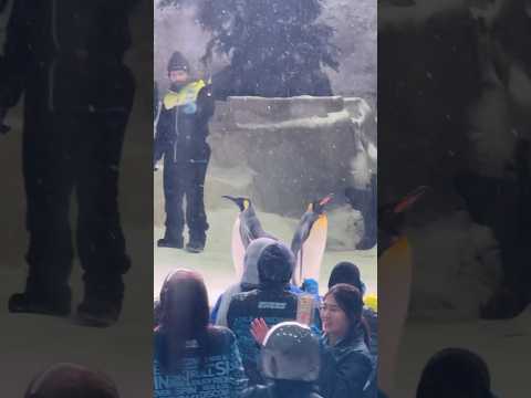 Ski ⛷️ dubai #penguins