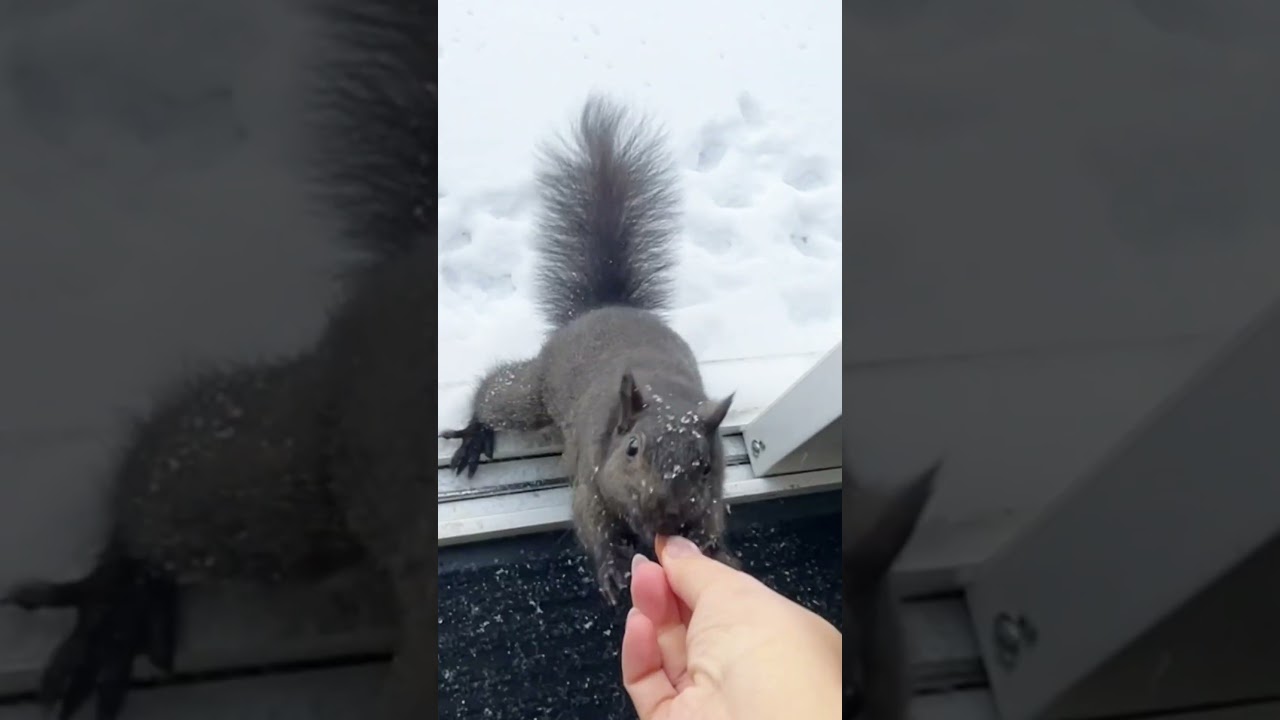Here is Autumn 🐿️❤️ #squirrellove #cutesquirrel #squirrelfriend #cuteanimalmoments