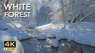 4K White Forest  Calming River Sounds  Snowy Woods  Relaxing Winter Nature Video  Ultra HD