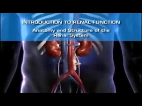 ექსკრეტორული სისტემა   urinary system